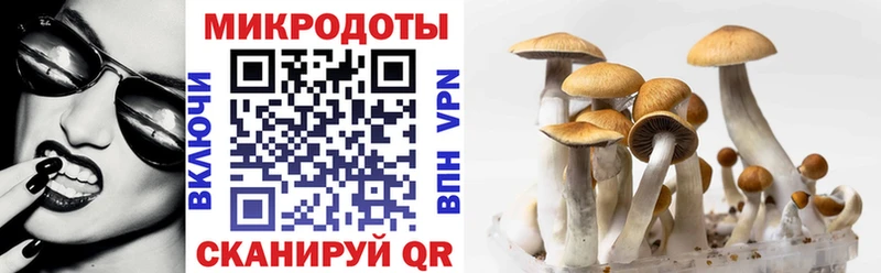 Псилоцибиновые грибы MAGIC MUSHROOMS  сколько стоит  hydra онион  Кувшиново 